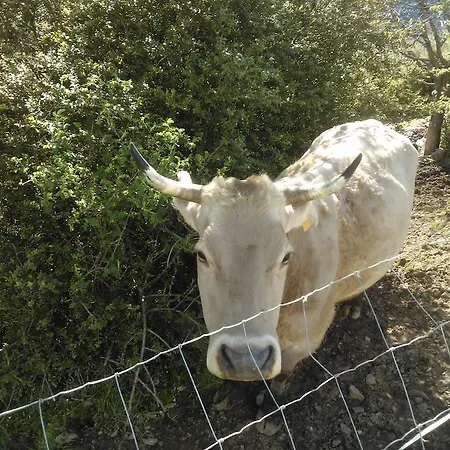 公寓 阿内塔公寓